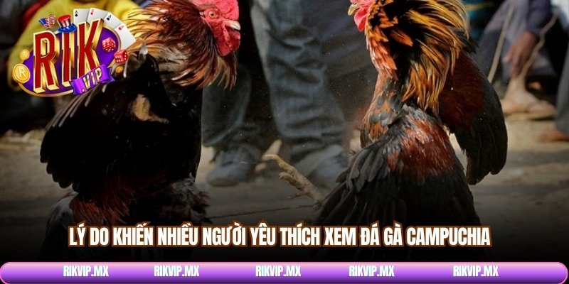 Lý do khiến nhiều người yêu thích xem đá gà Campuchia